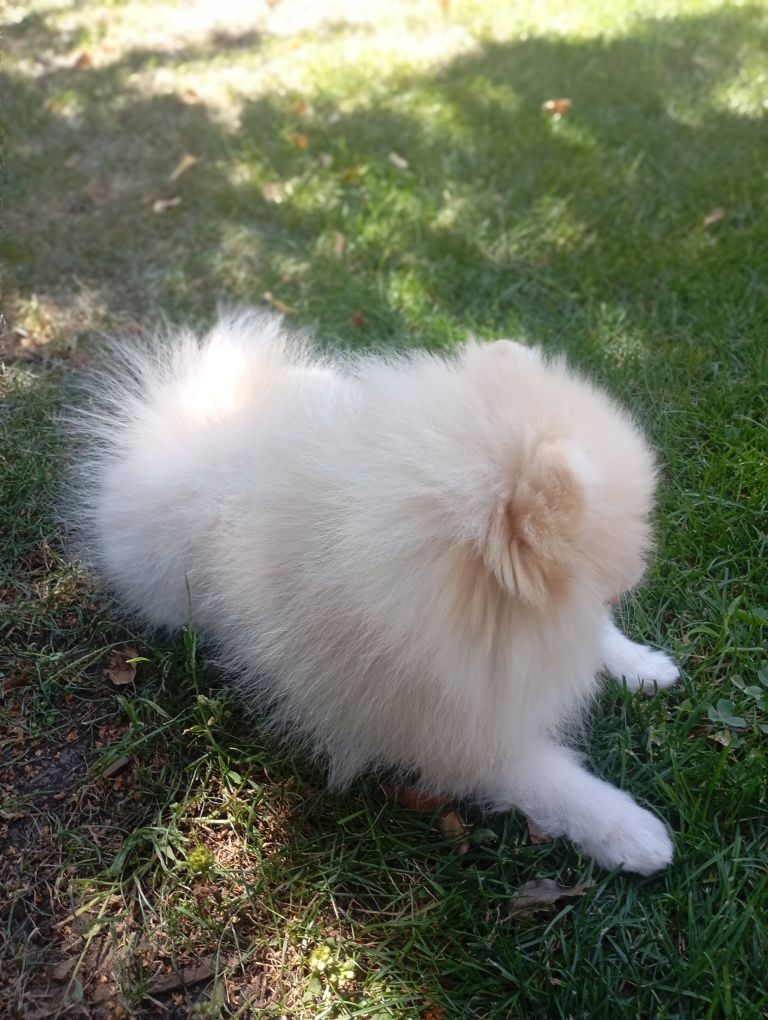 Pomeranian femela pedigree Fci