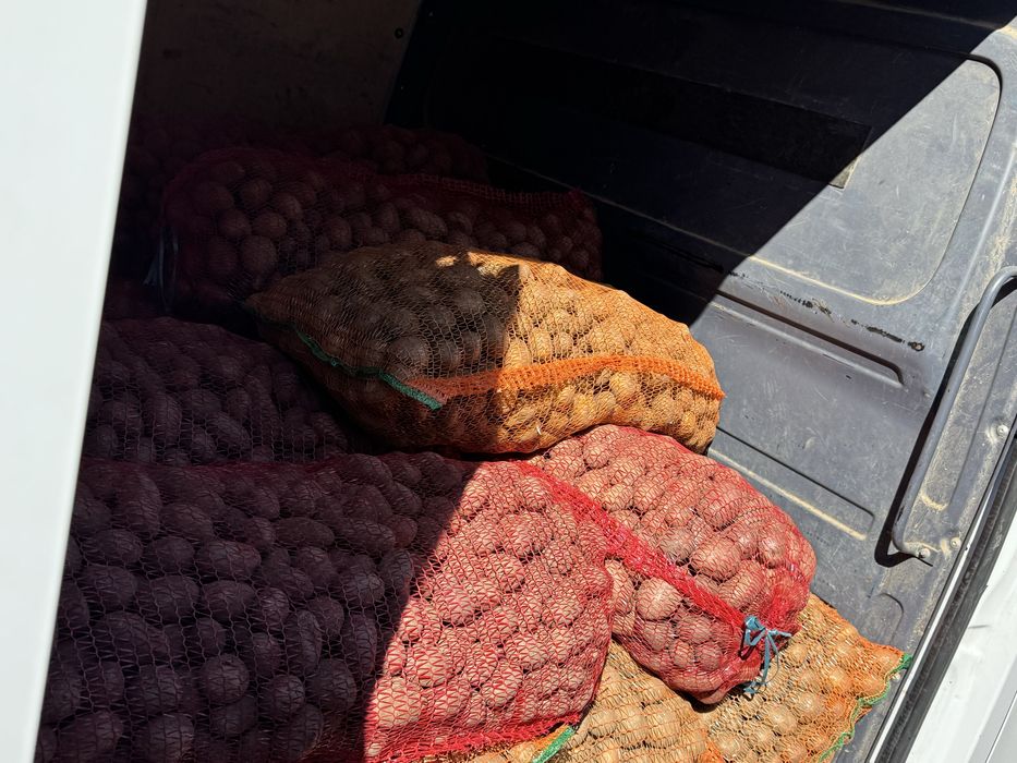 Cartof de consum si de samanta pret imbatabil