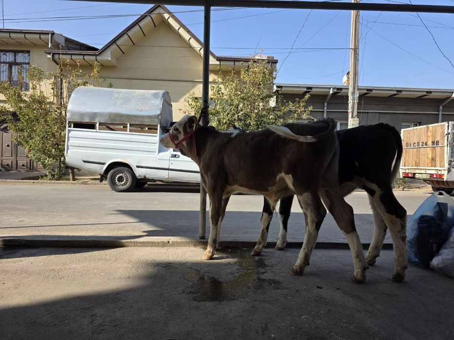 Симентал ва Гибрид буқачалар