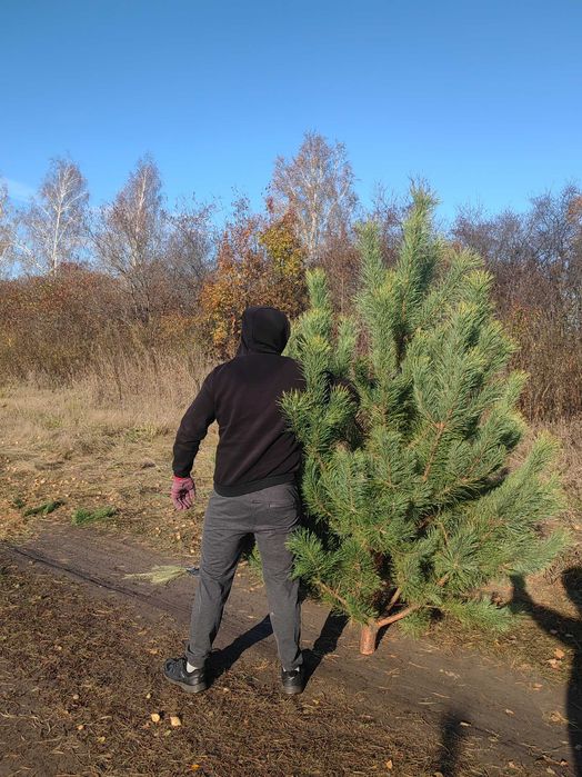 Новогодние живые елки оптом