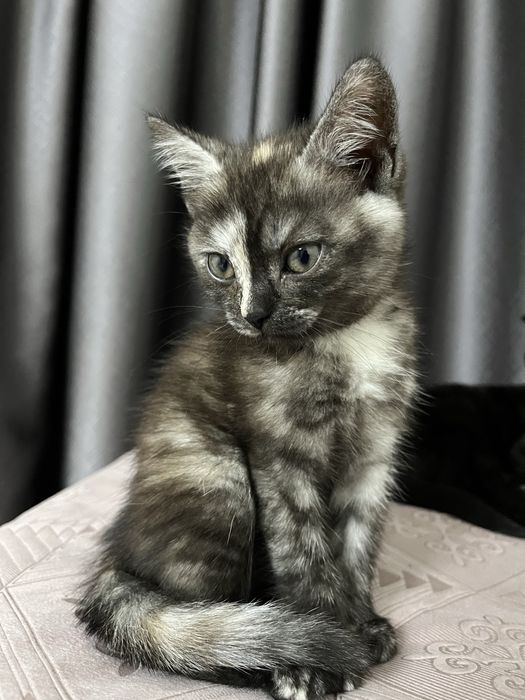 Котята продается