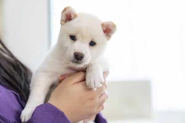 Shiba Inu de vanzare cu vaccin si livrare