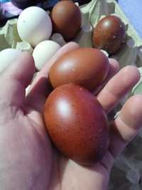 Vând oua marans pt incubat