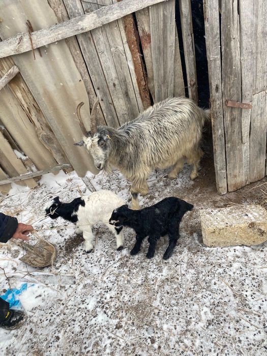 Ешкі егіз лағымен