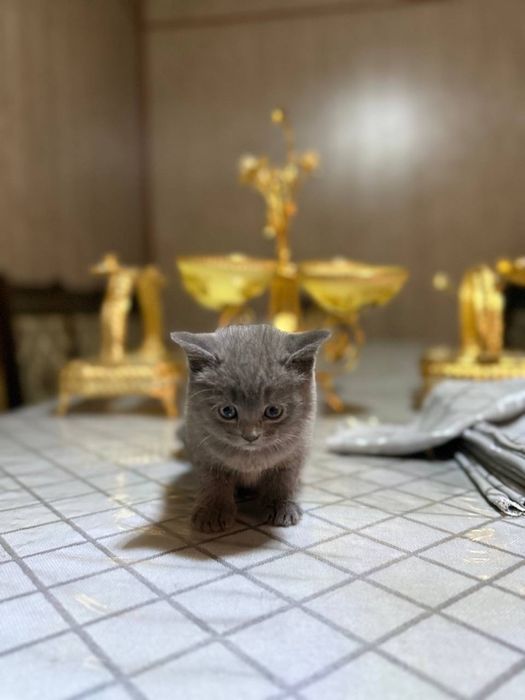 Британ мушукчалар сотилади!