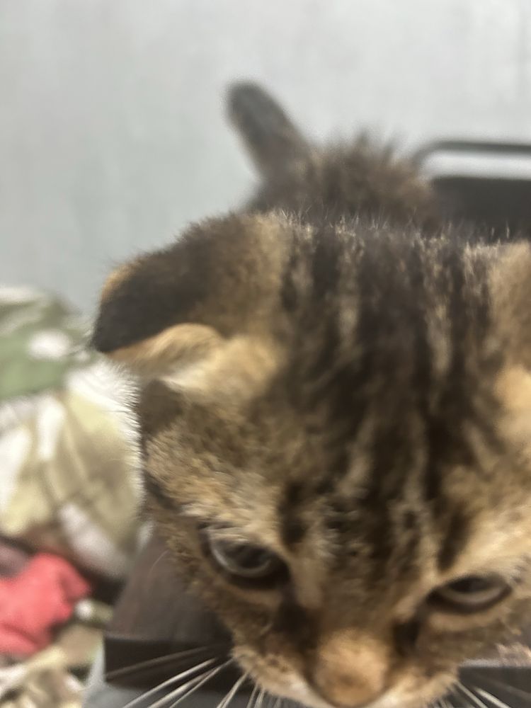 вислоухий котенок, месяц
