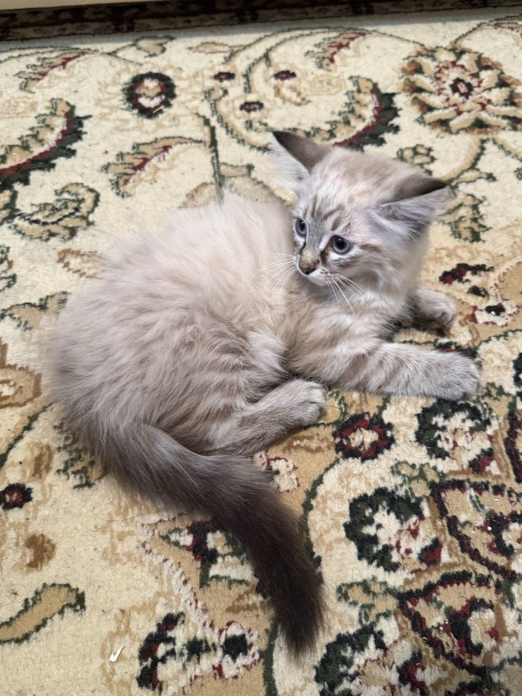 Котенок Люциус с документами!