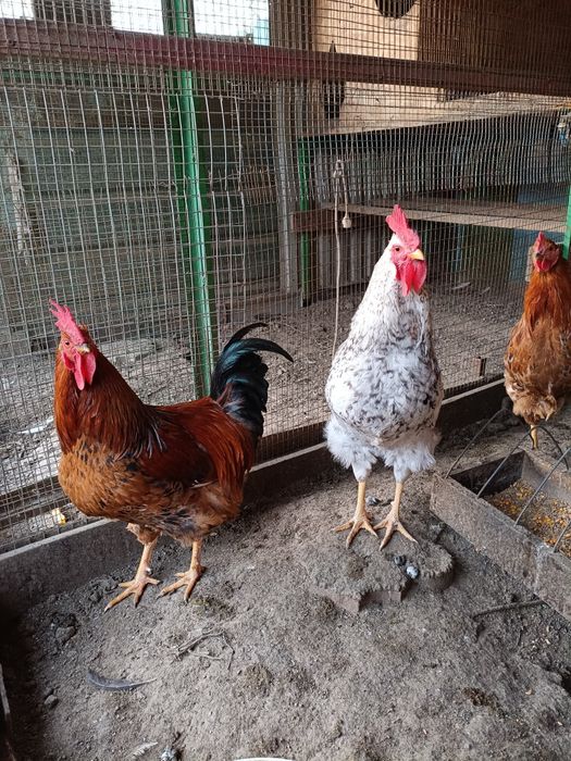 Продам молодых петухов