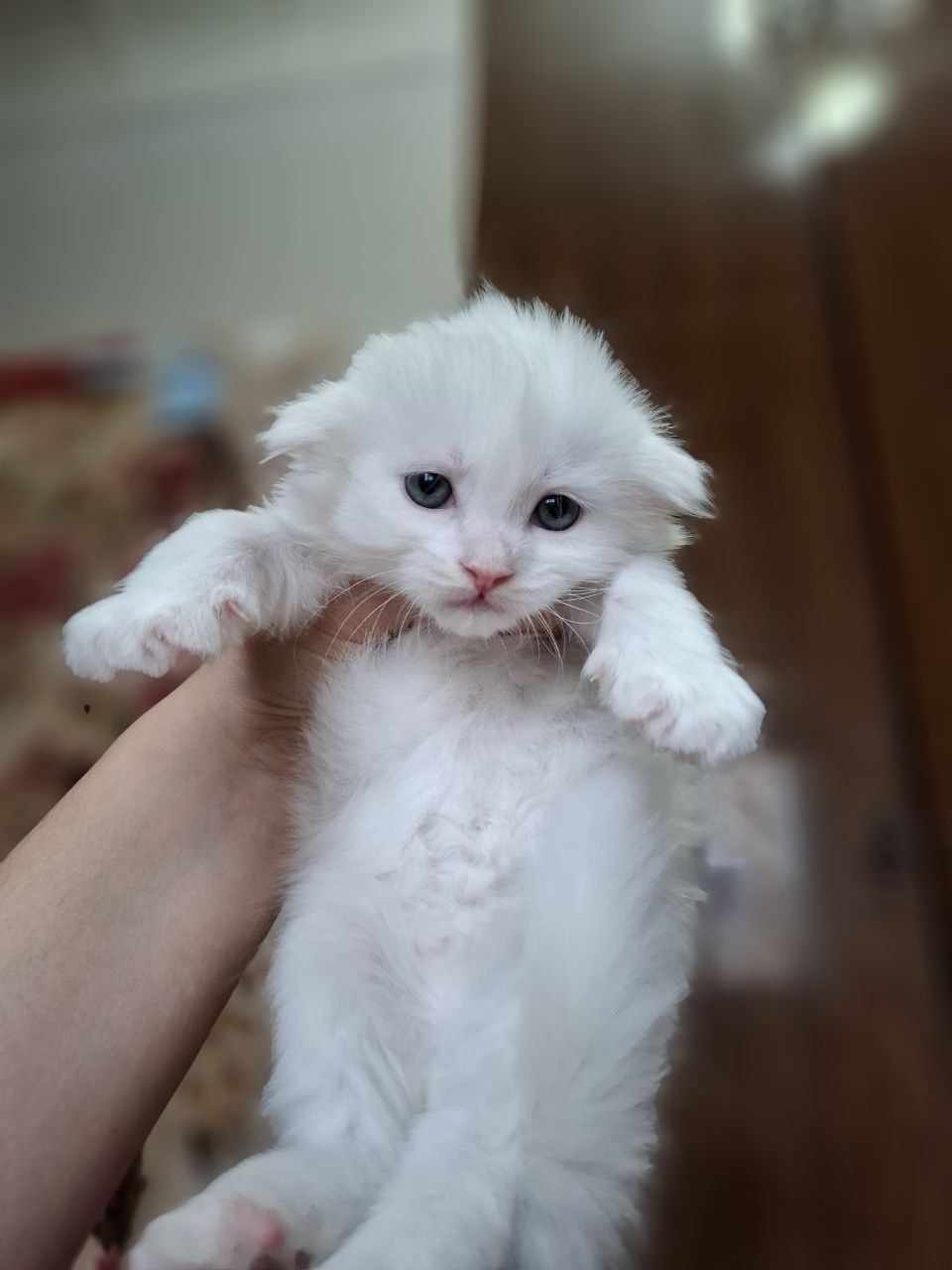 Мушукчалар сотилади