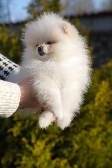 Развъдник Померан - Мъжки померан с родословие - възможен е транспорт