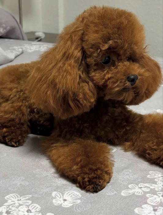 Pudel mini toy si toy