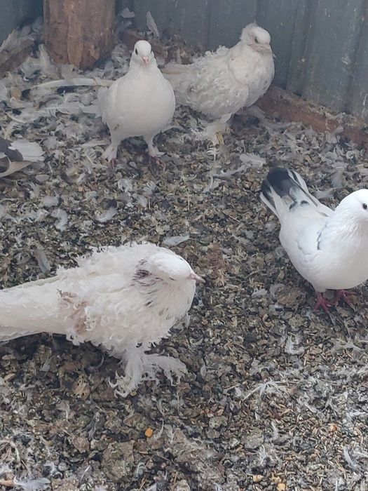 Vând porumbei creți