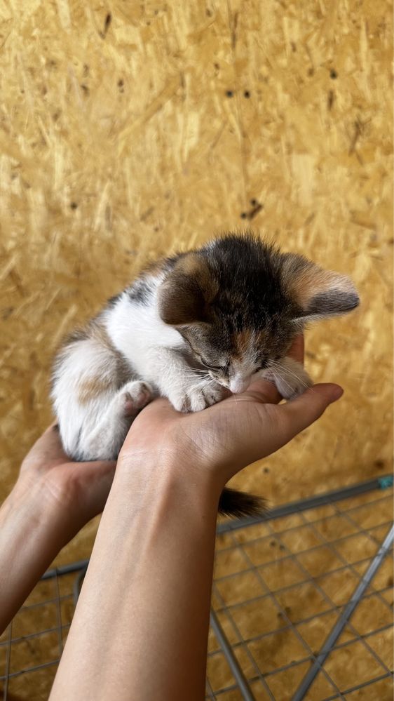Котята 2 месяца девочки