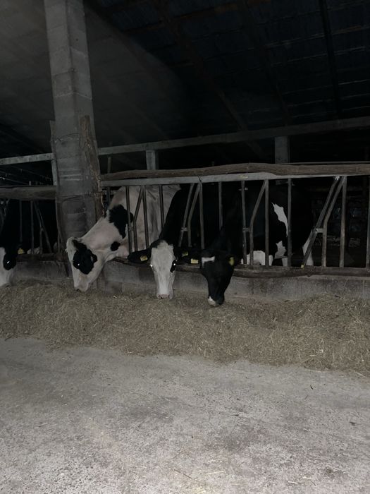 Vaci de lapte foarte bune,vand toata ferma in lot,de 20 vaci