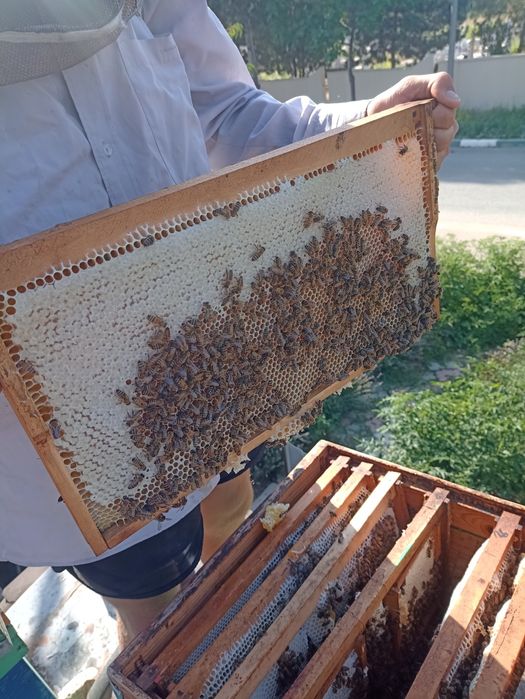 Fagure cu miere de armurariu