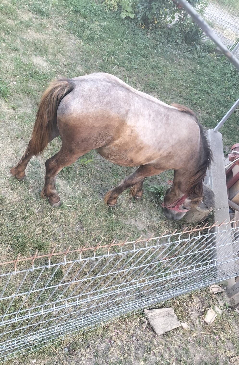 Mânză de vânzare în vârstă de 1 an și 1 luna