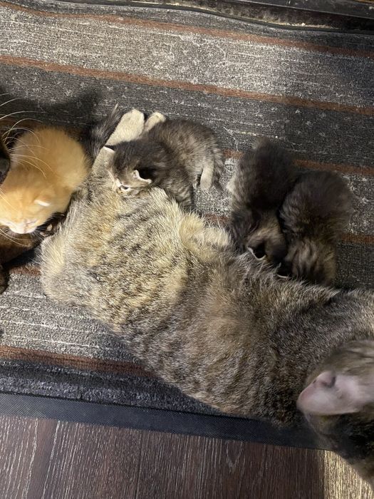 Отдам котят в добрые руки