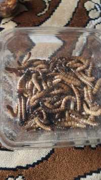 Gandaci de Madagastar Viermi   făina. Mealworms