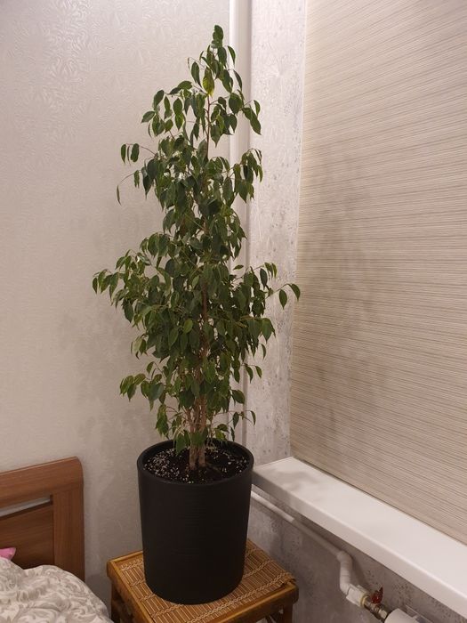 Фикус Бенжамина на продажу