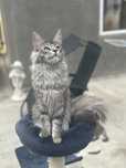 Femela Maine Coon