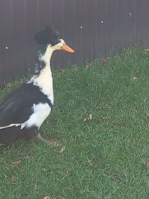 Vand    Rate cu montata