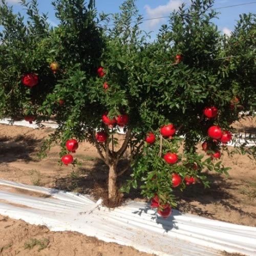 Pomi exotici : Rodiu aclimatizat