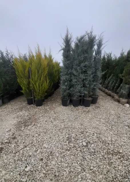 Leylandii Cupressocyparis – Barieră naturală verde tot anul!
