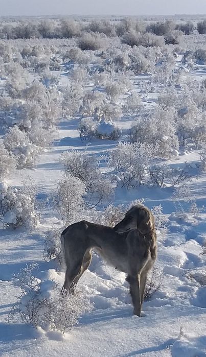 Кумай тазы кушикги