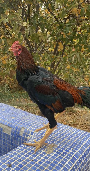 Дакан хўрозлар ва макиен