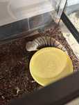 Skink cu limba albastra Blue Tongue Skink