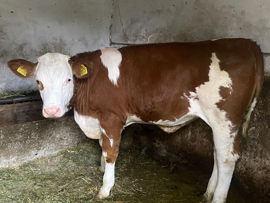 Vând junică rasa Bălțată Românească