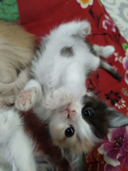 Котята,  породистые