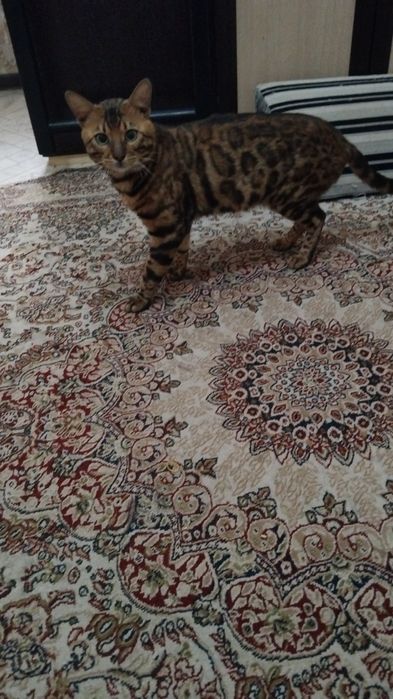 Кот на вязку бенгальский