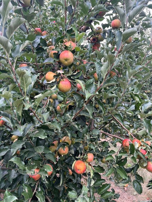 Vand mere Idared si Golden