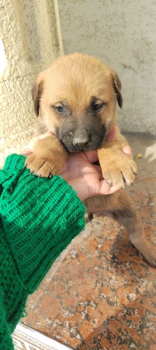 Продаётся щенок мальчик