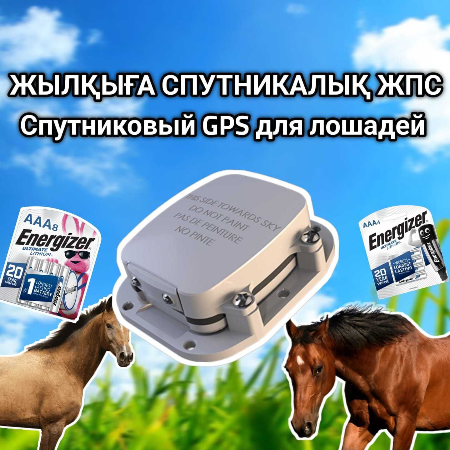 Жпс для животных, для лошадей/ GPS жылкыга