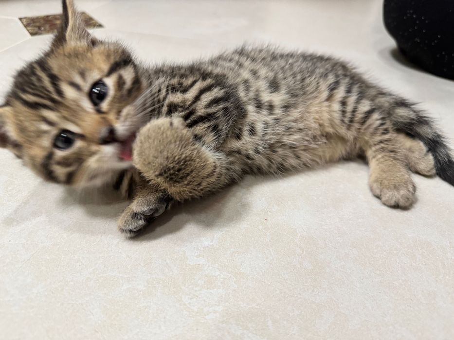 Котята скотиш фолд и страйт