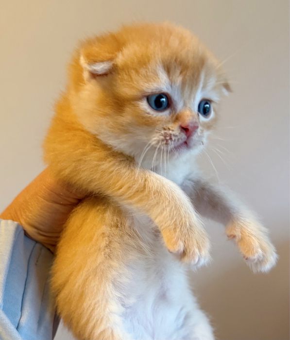 чистокровные котята золотая шиншилла