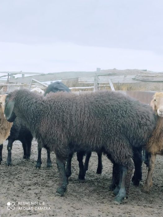 Кой, токты, барашки қой соқты