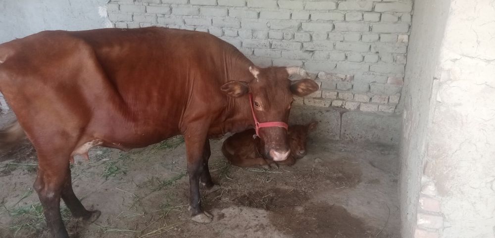 Жондор калсо олдида