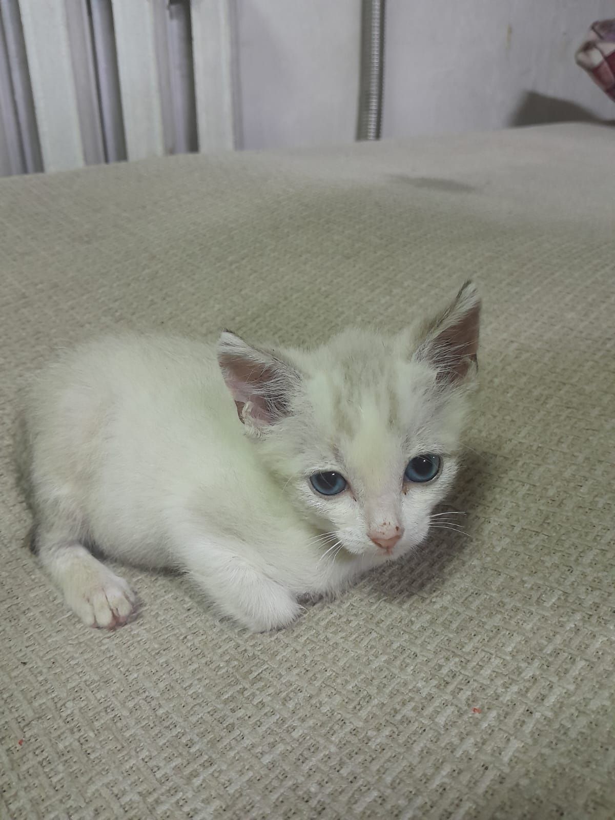 Котята ищут дом!