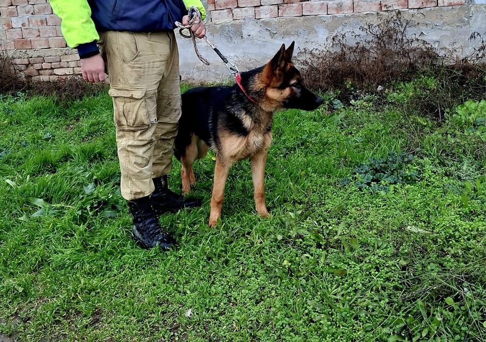 Обучено мъжко немска овчарка