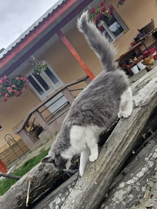3 motanii spre adoptie