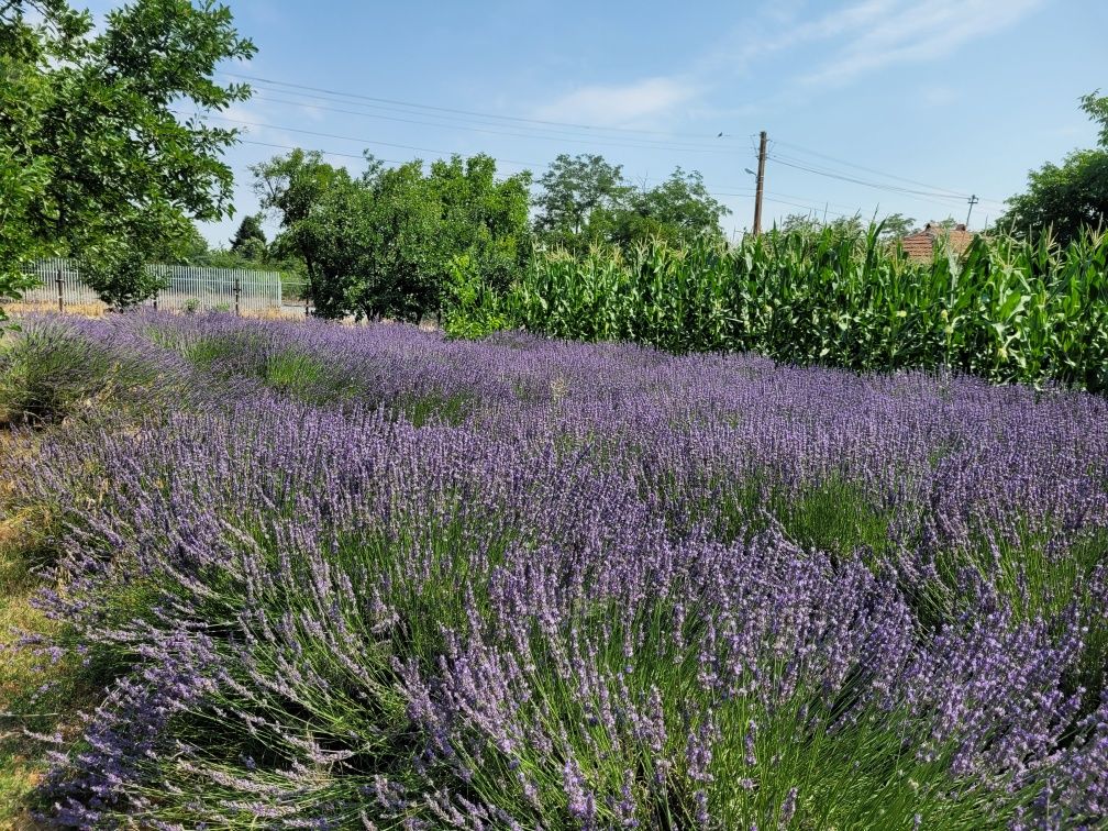 Flori lavanda uscata