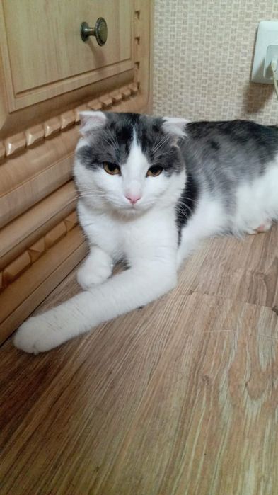 Кошка и кот британский нежные, ласковые, стерилизованные им по 8 месяц
