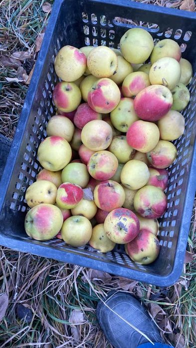 Яблики Кандиль недорого со своего дерева