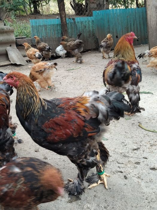 Vând găini și cocos brahma