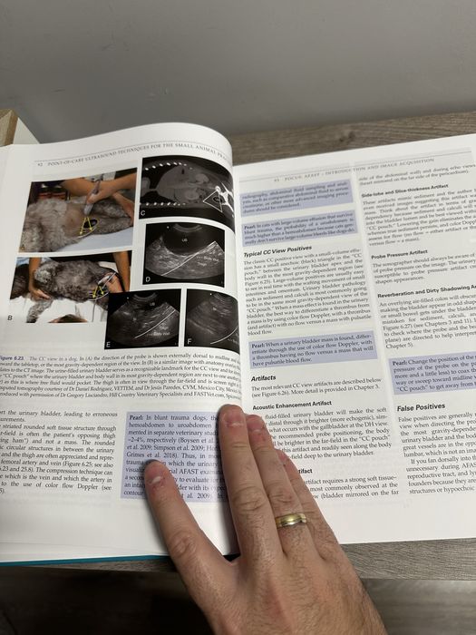 Point of care ultrasound techniques for the small animal practitioner