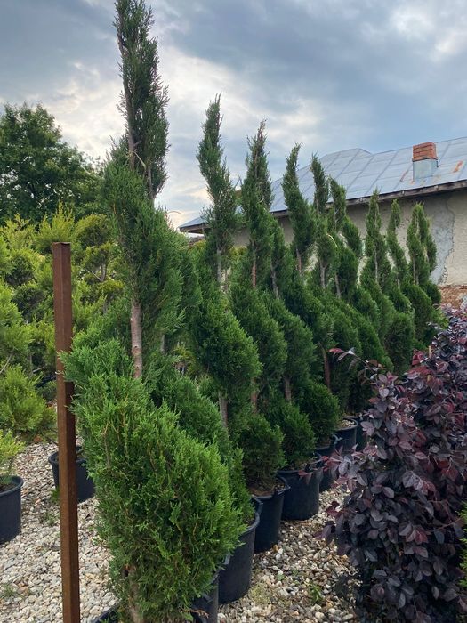 Conifere la ghiveci plantare în orice perioada a anului