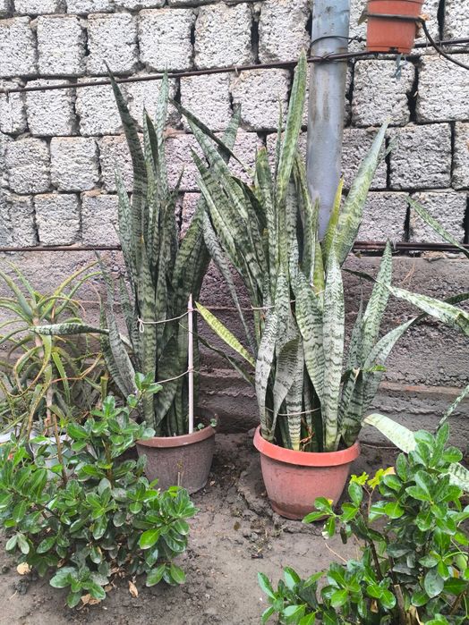 Продам комнатные цветы сансиверия